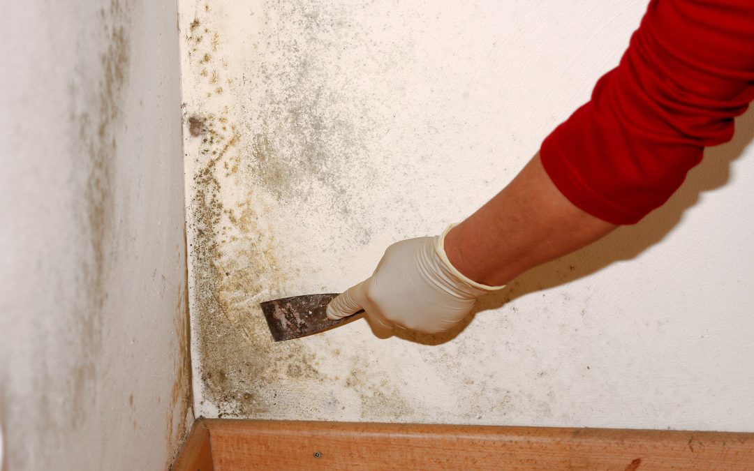 A Comprehensive Guide to Mold Damage Repair in Council Bluffs, IA