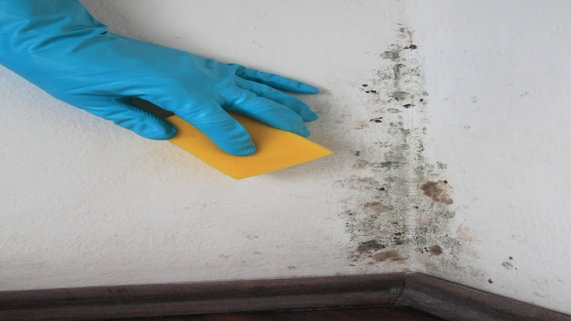 The Importance of Mold Remediation in Omaha, NE