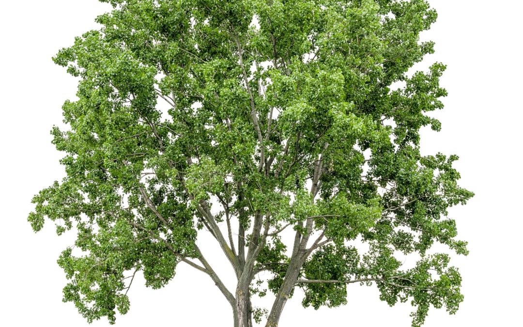 The Thriving Industry of the Tree Farm in Calgary