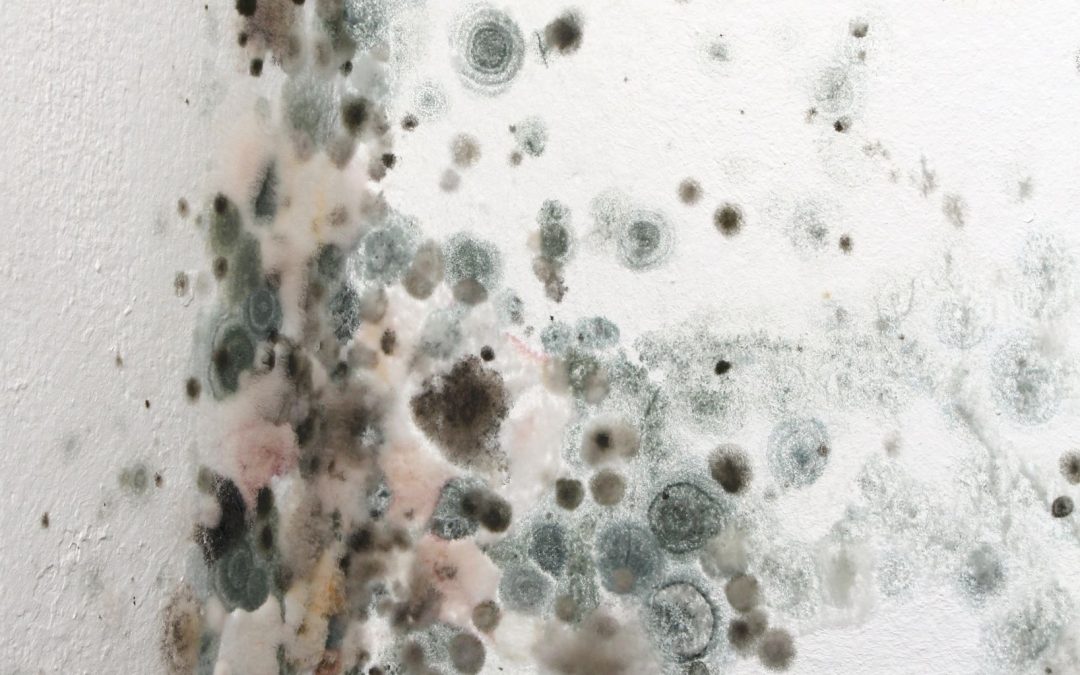 Essential Guide to Mold Removal in Omaha, NE: Your Path to a Healthier Home