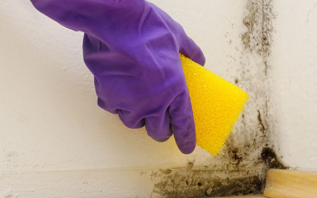 Conquering Mold: A Guide for Mold Remediation in Council Bluffs, IA