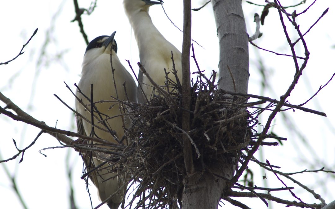 Protecting Your Home and Environment Through Bird Removal in Westfield, MA