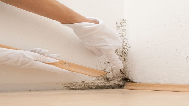 A Complete Guide to Protecting Your Home: Mold Remediation in Omaha, NE