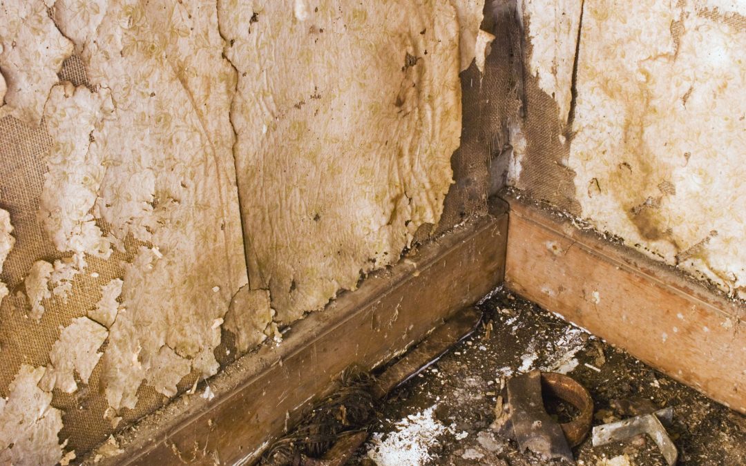 Defeating Mold: Essential Mold Remediation in Council Bluffs, IA