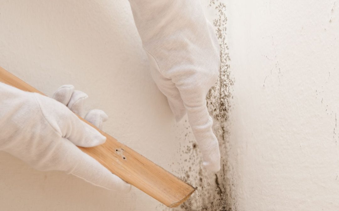 Effective Mold Damage Restoration in Omaha, NE: A Comprehensive Guide