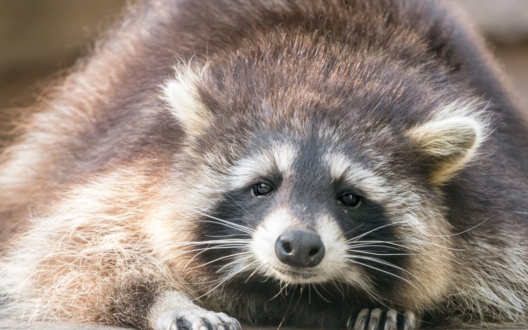 Dealing with Raccoon Encounters: Effective Raccoon Removal in Westfield, MA