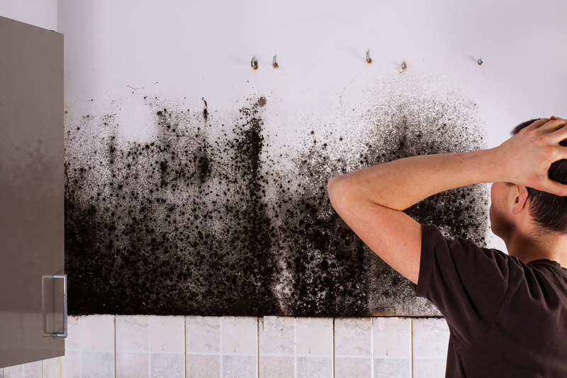 Complete Mold Removal Service in Saunders County, NE