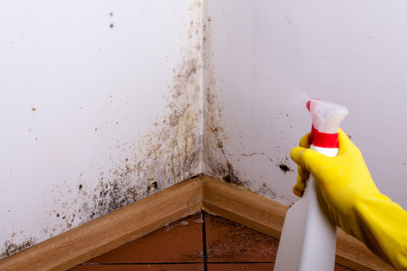 Maintaining Your House: Mold Damage Removal in Council Bluffs, IA