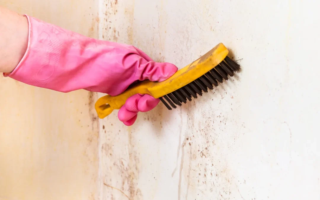 Comprehensive Mold Removal in Omaha, NE: Protect Your Property