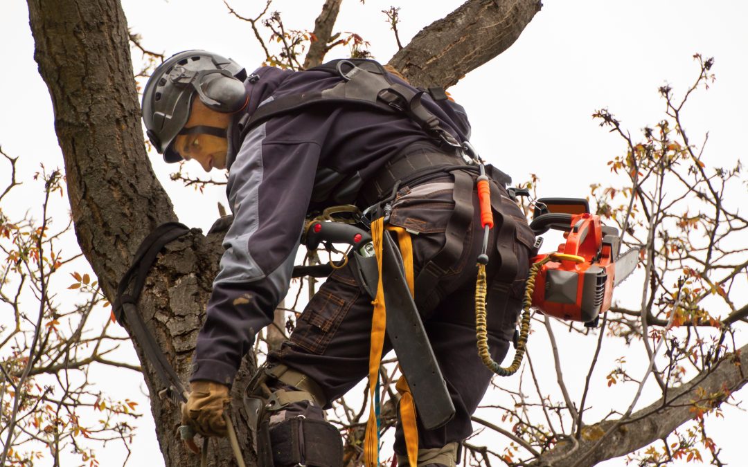 Protect Your Property With Trusted Tree Removal in Jacksonville Beach, FL