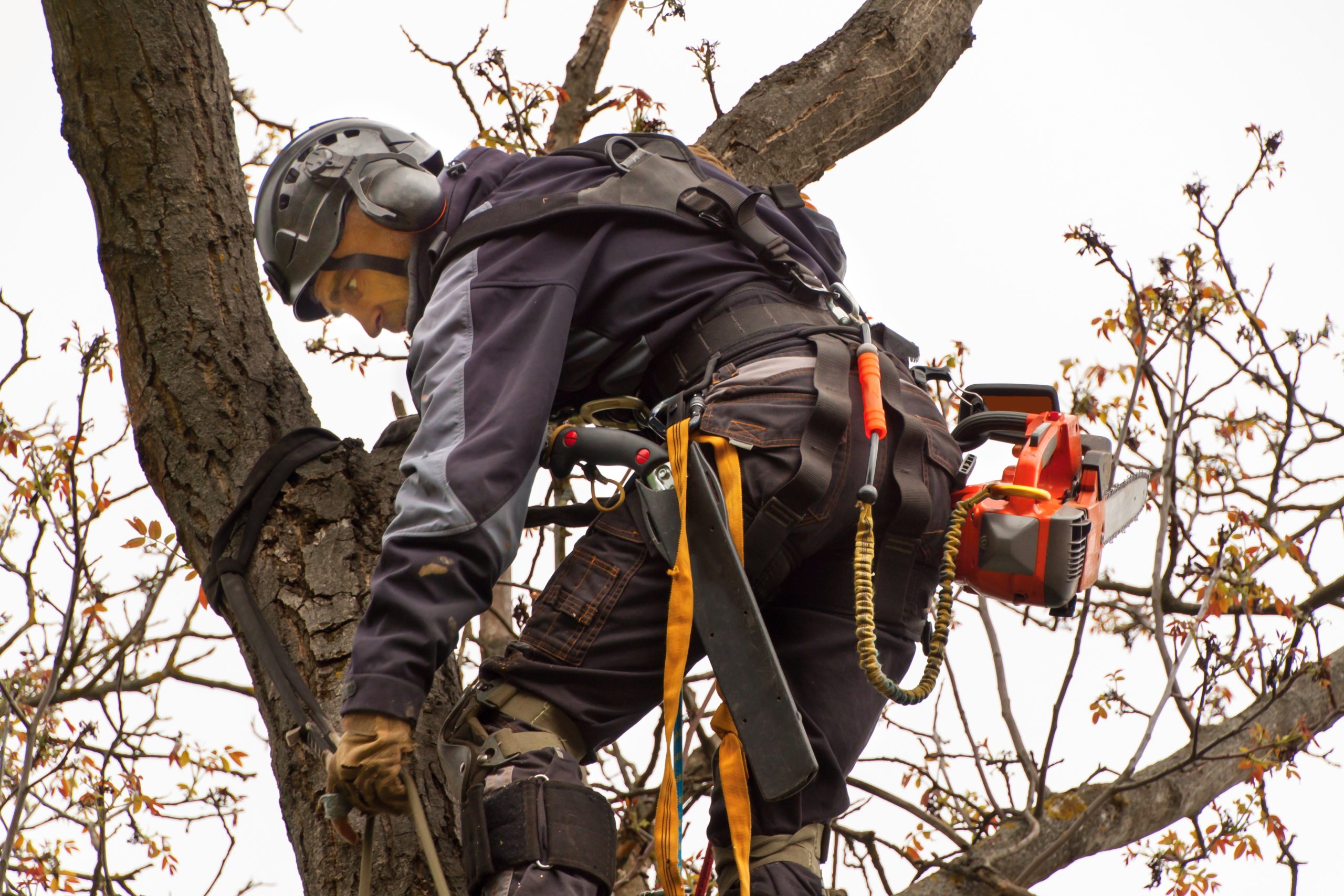 tree-removel-scaled