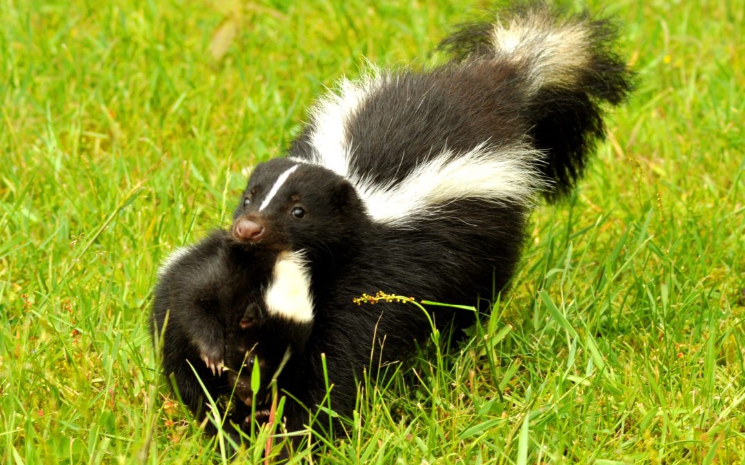 The Hidden Dangers of Skunks in Westfield, MA, Neighborhoods