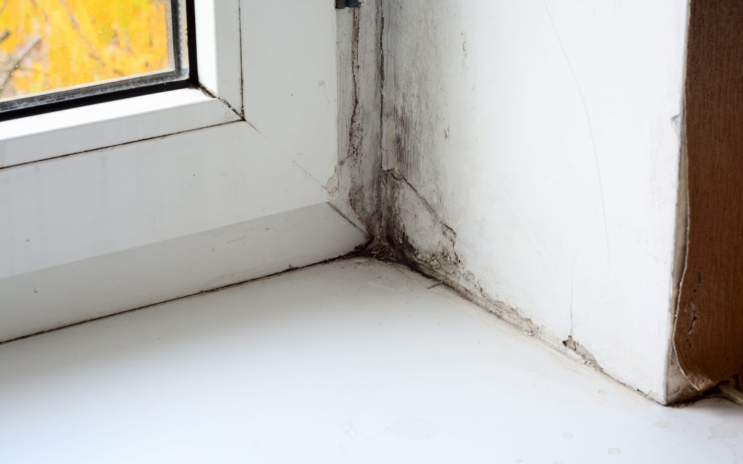 Effective Mold Remediation Services Dallas-Ft.Worth TX for Safe Homes