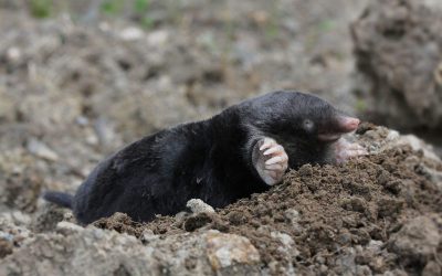 Mole Removal Westfield, MA Experts Share Tips for a Comfortable Experience