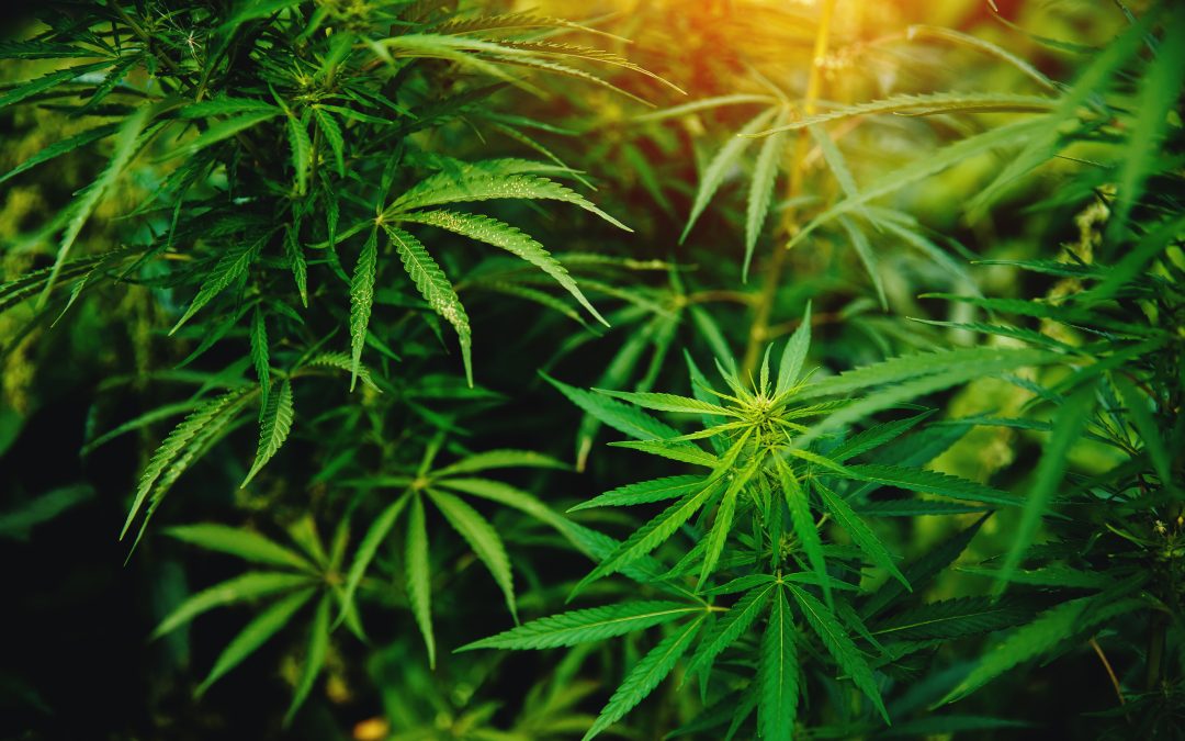 Legal Facts Every Buyer Should Understand About Dispensary Weed NYC