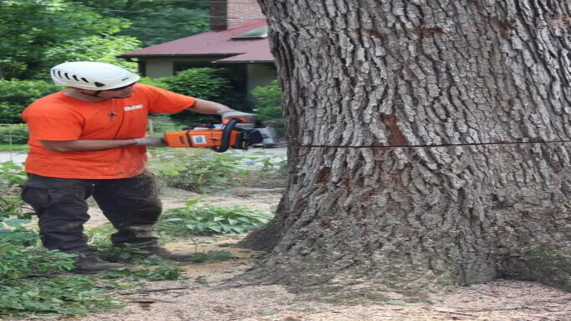 How Tree Removal In Marietta, GA Services Safeguard Your Home And Property Value