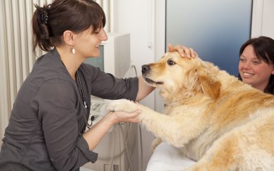Keeping Pets Healthier With Preventive Veterinary Care At Home, Fort Lauderdale