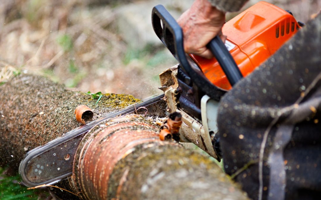 Improve Curb Appeal by Choosing Expert Tree Trimming Services Offers