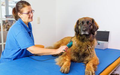 Essential Tips for Busy Owners Using Pet Grooming in Wisconsin Rapids, WI