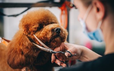 Benefits Your Pet Receives from Professional Dog Grooming Wisconsin Rapids WI Services