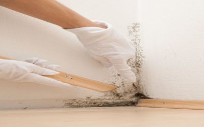 Common Health Risks Addressed by Mold Remediation Temecula, CA Professionals in Your Area