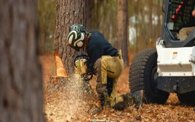 Boost Property Value With Professional Tree Trimming In Brooks, GA, Homeowners Recommend